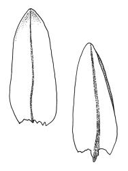 Ochiobryum blandum, leaves. Drawn from J. Child 6084, CHR 428564.
 Image: R.C. Wagstaff © Landcare Research 2020 CC BY 4.0